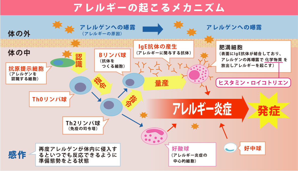 花粉症注射の効果について Ccクリニック 名古屋市東区 訪問診療と点滴療法